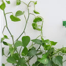 Grampo de parede para Plantas